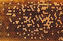 Maladies de la ruche - loque